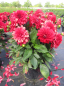Preview: Dahlia Lubega ® XL Red 3